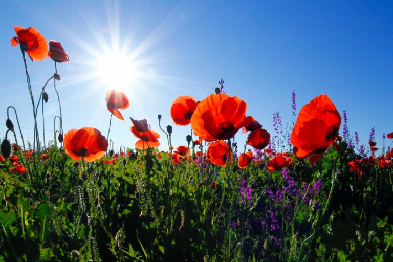 LESSON #12: Remembrance Day - 11/11/11