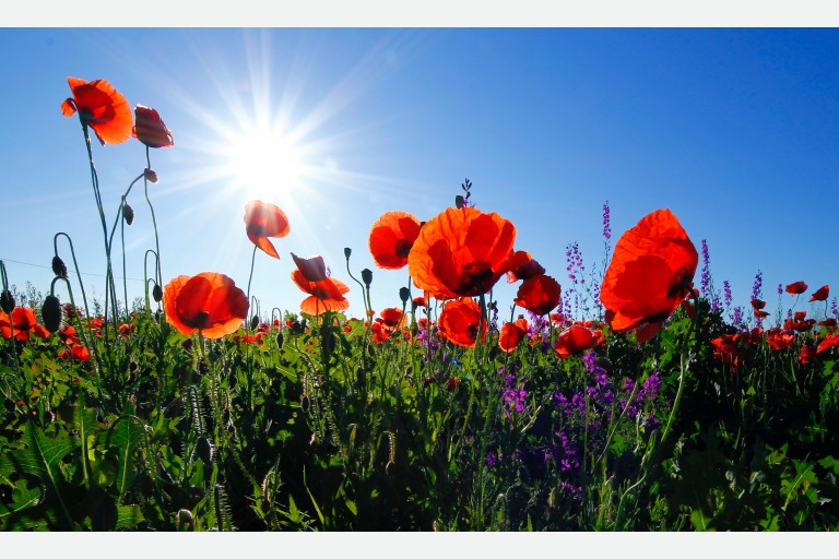 LESSON #12: Remembrance Day - 11/11/11