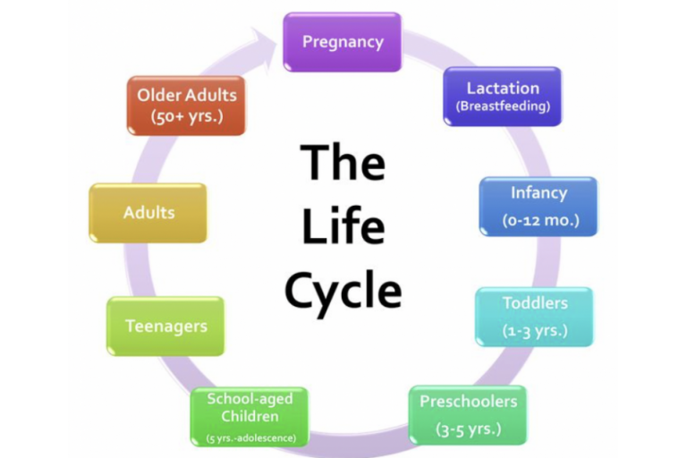 Lesson 3.4-Nutrition through the lifecycle