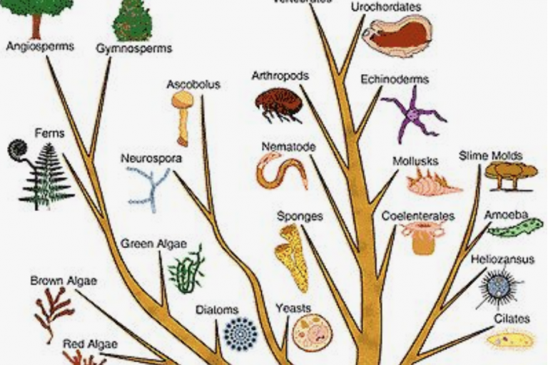 Lesson 1.2 - Taxonomy &amp; Dichotomous Key