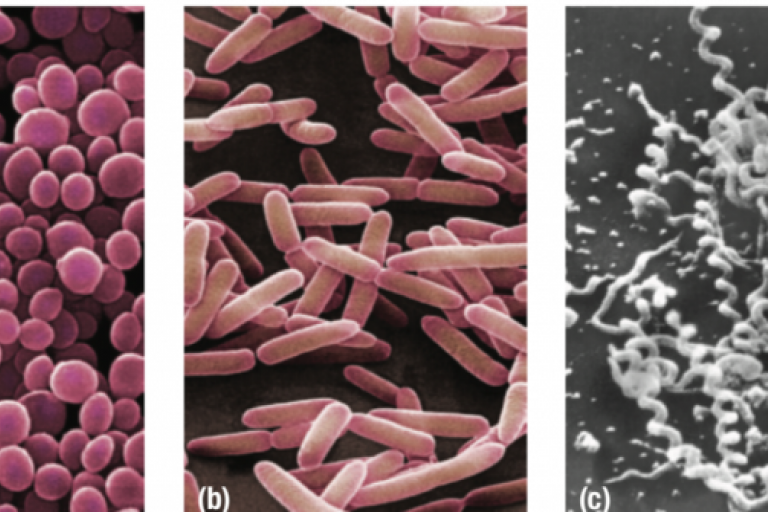 Lesson 1.4: Eubacteria