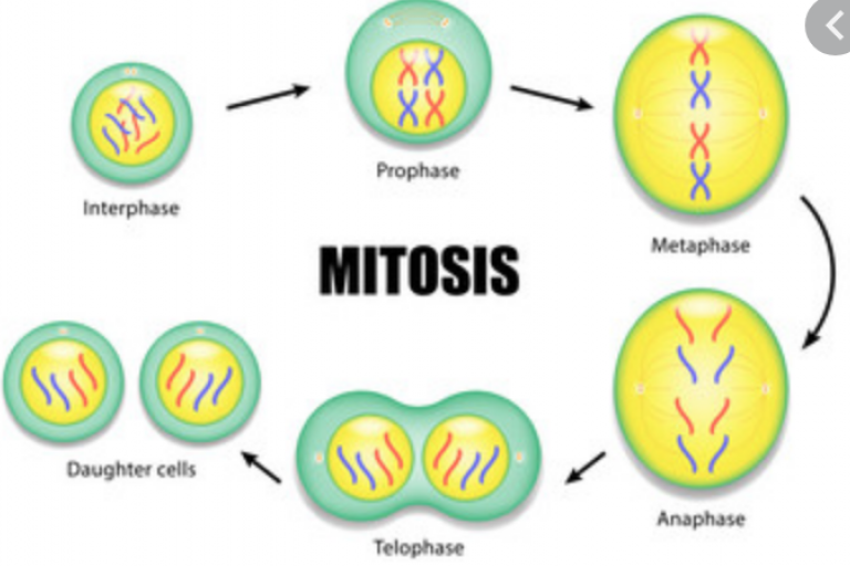 Lesson 2.1 - Mitosis and Cloning