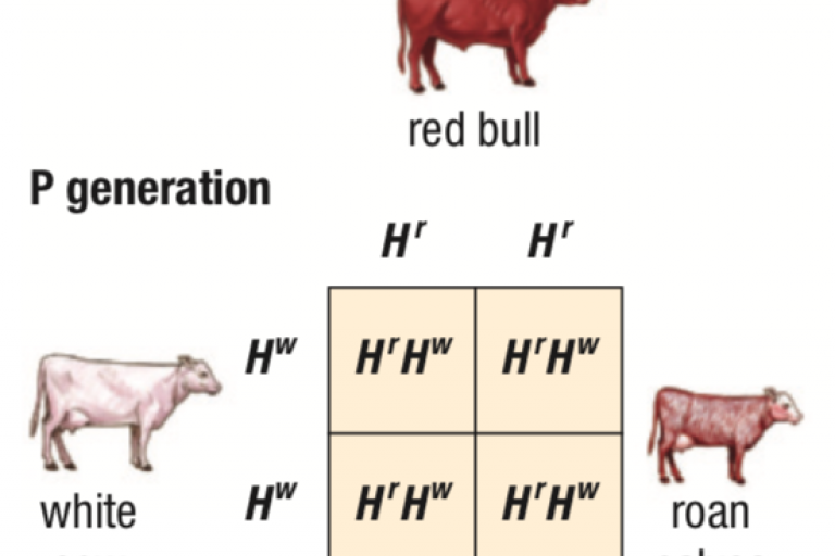 Lesson 2.4 - Mendelian Inheritance &amp; Variations in Heredity