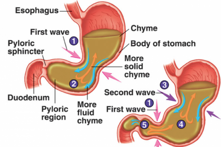 Lesson 4.2 - Digestion in Details