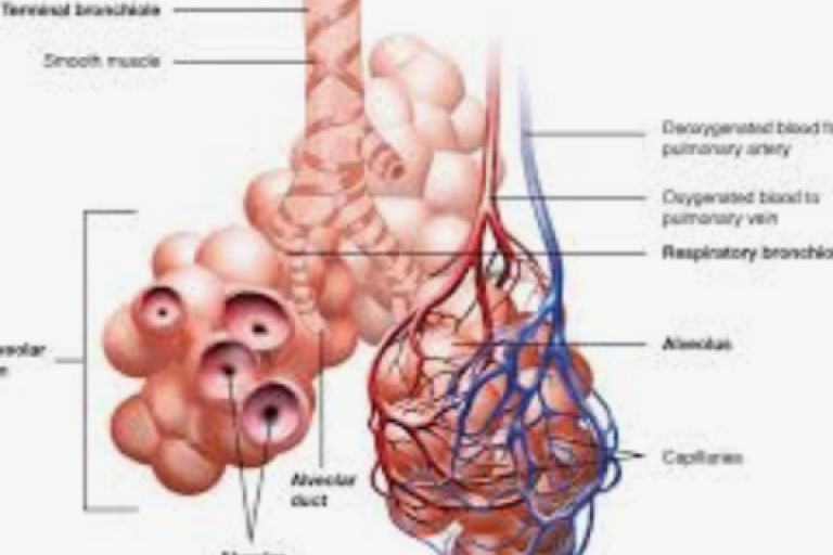 Lesson 4.4 - Respiratory system
