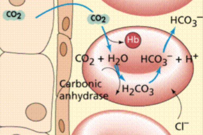 Lesson 4.5 - Transport &amp; Diffusion of Gases and Disorders