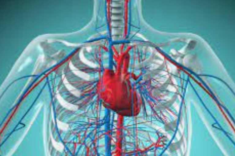 Lesson 4.6: Circulatory System and The Heart