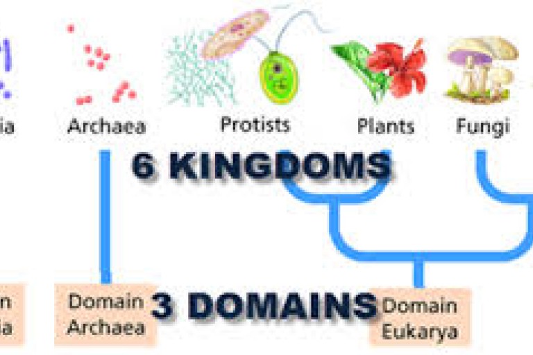 Lesson 1.3 Domains and Kingdoms