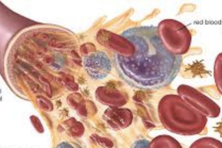 Lesson 4.7 - Blood and Blood Vessels