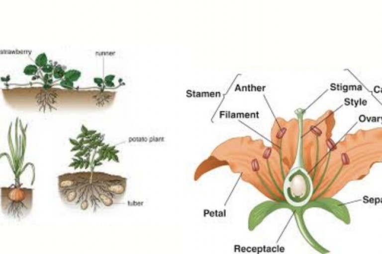 Lesson 5.4 - Reproduction in Plant