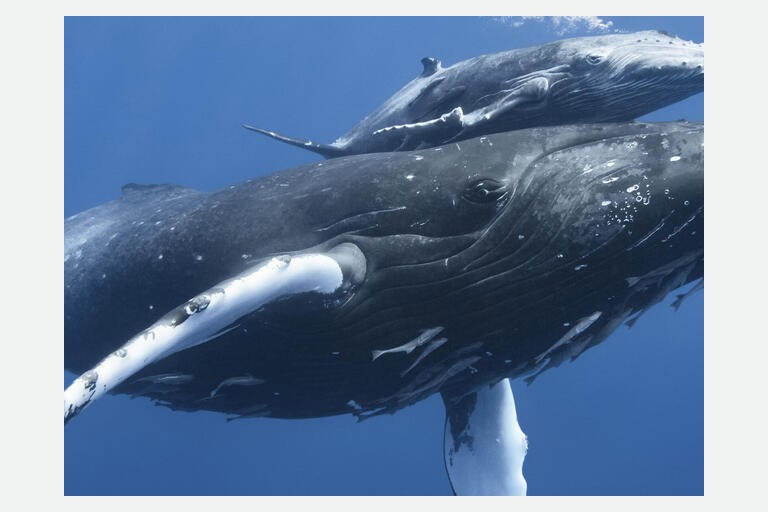 Lesson 1.3 Saving the Whales