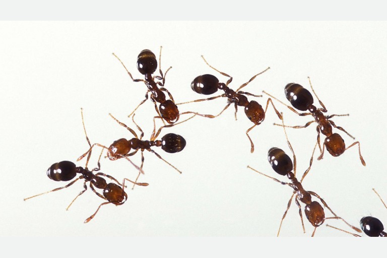 Lesson 2.2 - The KWL Chart &amp; Steps for Informational Writing 