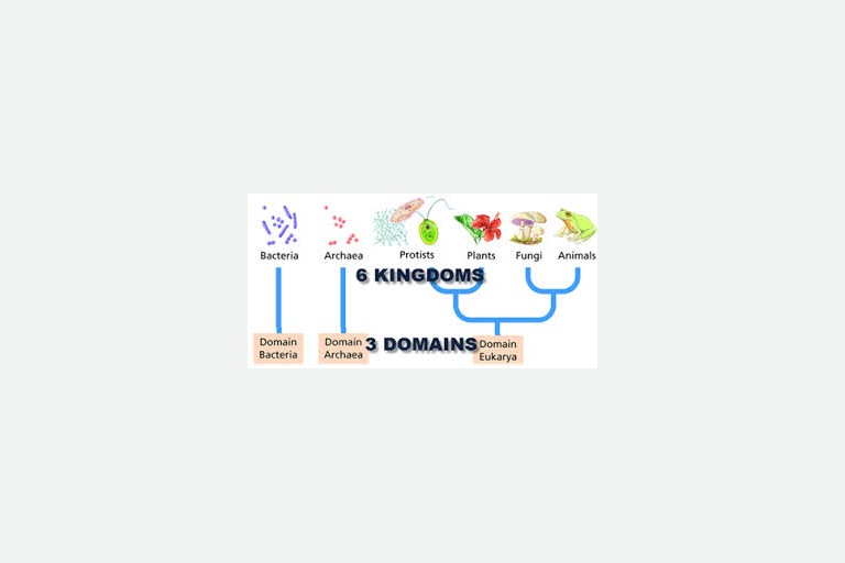 Lesson 1.3 Domains and Kingdoms