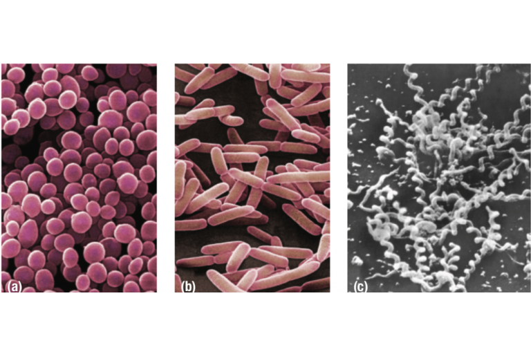 Lesson 1.4: Eubacteria