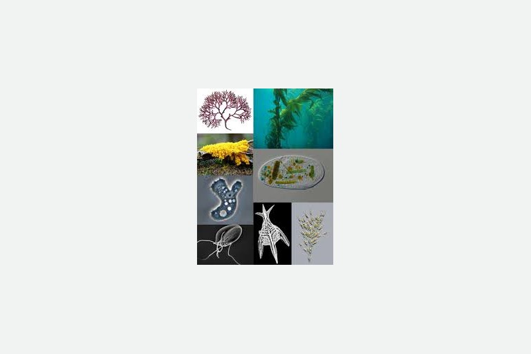 Lesson 1.6 - Protists