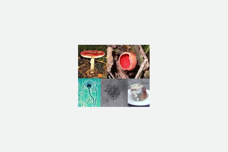 Lesson 1.7 - Fungi