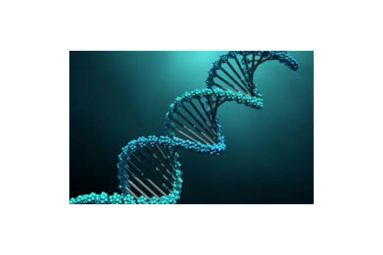 Lesson 2.6 - Multi-trait inheritance and DNA