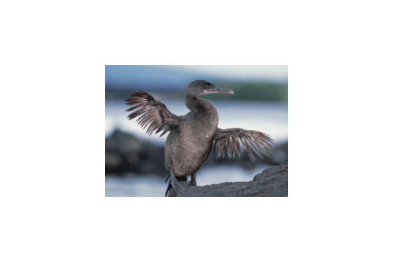 Lesson 3.3 -  Natural Selection, Speciation &amp; Pattern of Evolution