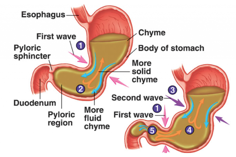 Lesson 4.2 - Digestion in Details