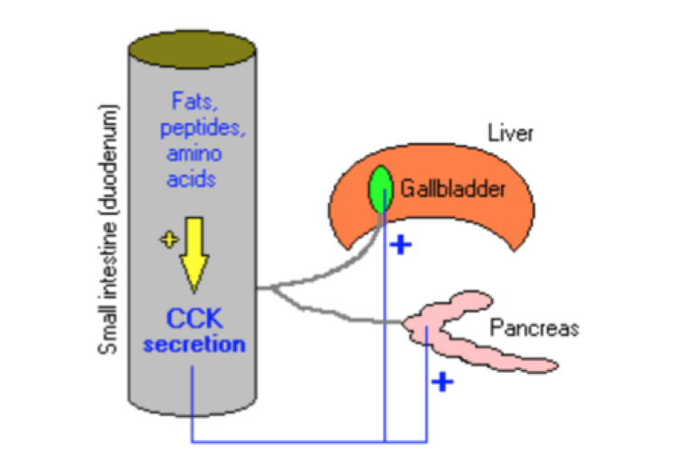 Lesson 4.3 - Digestive Enzymes and Disorders