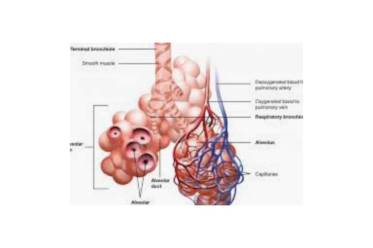 Lesson 4.4 - Respiratory system