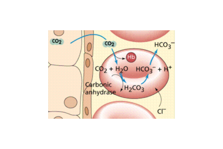 Lesson 4.5 - Transport &amp; Diffusion of Gases and Disorders