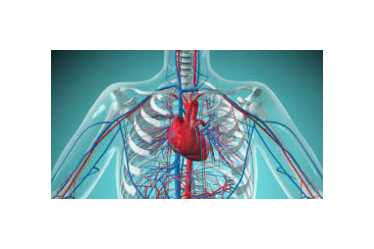 Lesson 4.6: Circulatory System and The Heart
