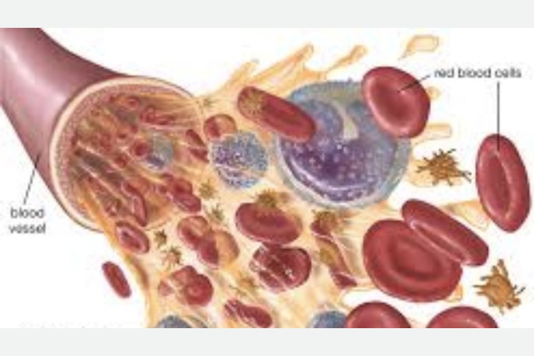 Lesson 4.7 - Blood and Blood Vessels