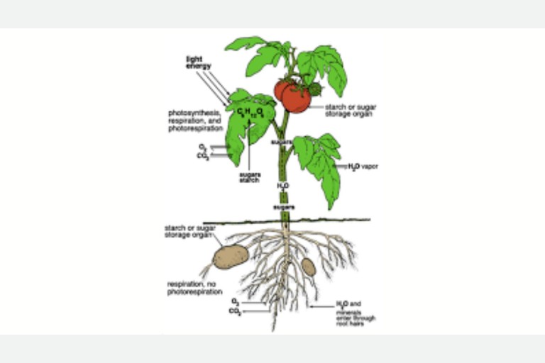 Lesson 5.3 - Transport in Vascular Plants &amp; Succession
