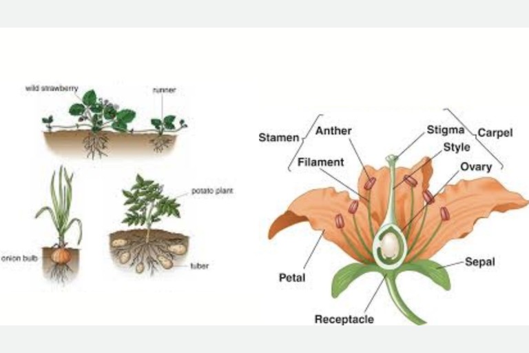 Lesson 5.4 - Reproduction in Plant