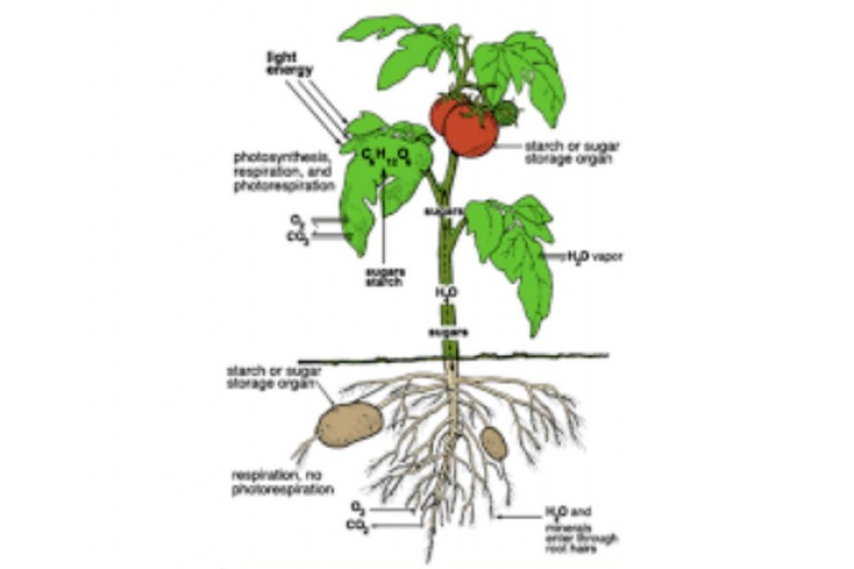 Lesson 5.3 - Transport in Vascular Plants &amp; Succession