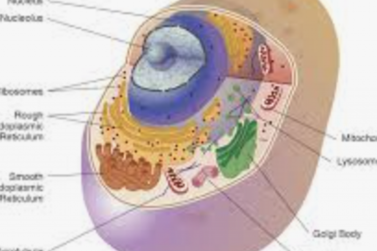 Lesson 1.8: Review of Organelles
