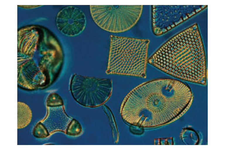 Unit 4 - Exponential Functions