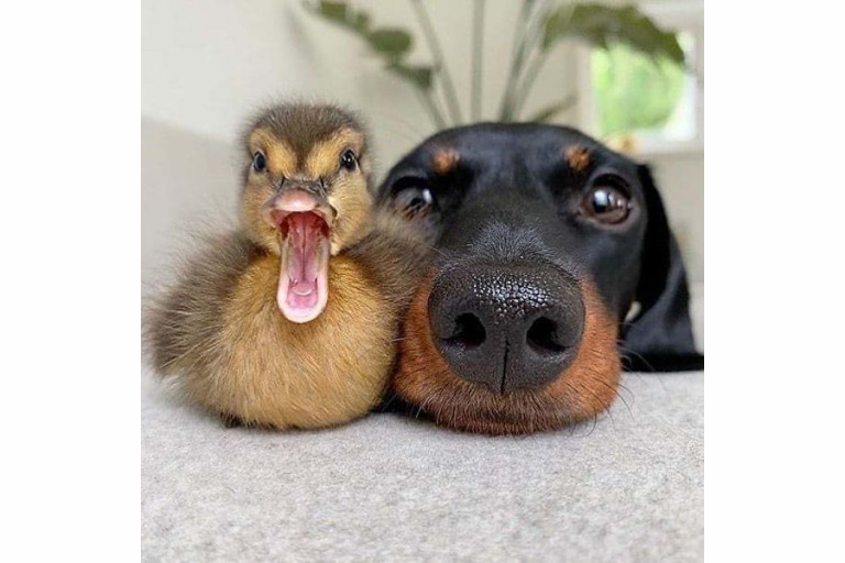 Lesson1.1 Unusual Friendships