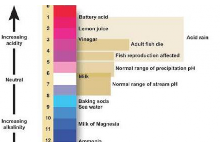 Lesson 4.6 - Calculating pH of Bases &amp; Bronsted-Lowry Theory