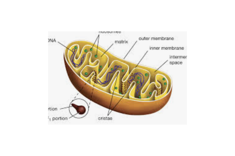 Lesson 1.2: Organelles