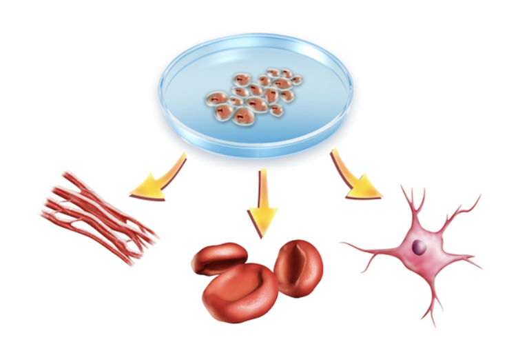 Lesson 1.3: Cell Specialization