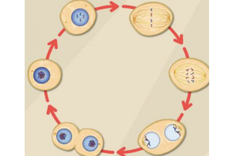 Lesson 1.5: Cell Cycle &amp; Mitosis