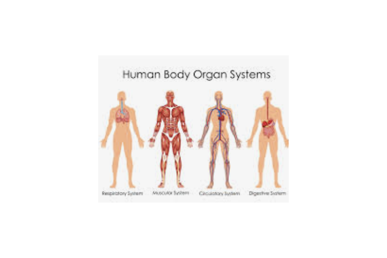 Lesson 1.6: Organ System