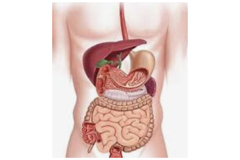 Lesson 1.7: Digestive system