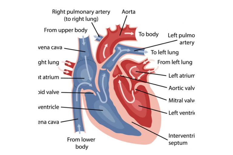 Lesson 1.8: Circulatory System